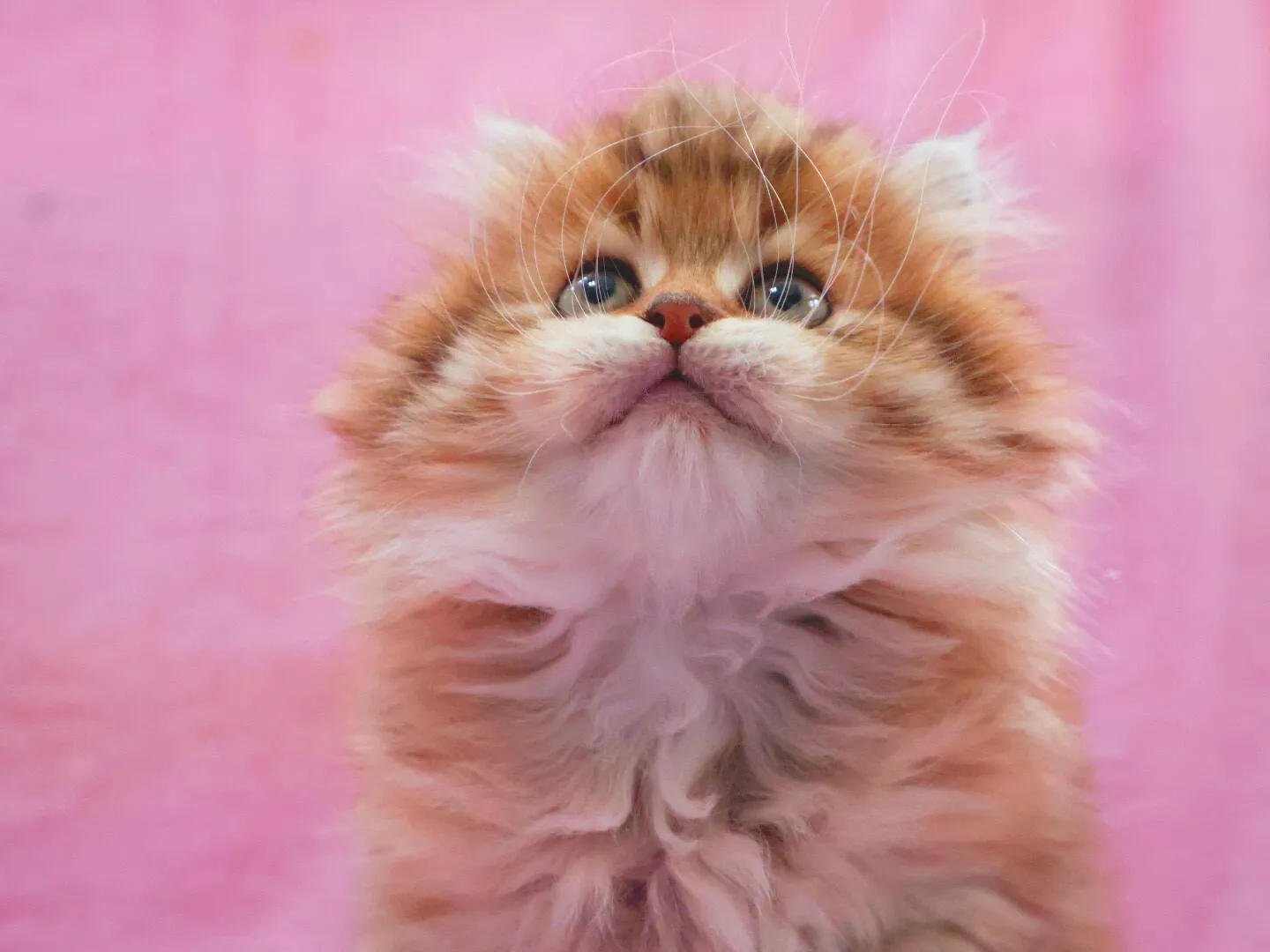 サイベリアン/女の子👧/ペット番号319