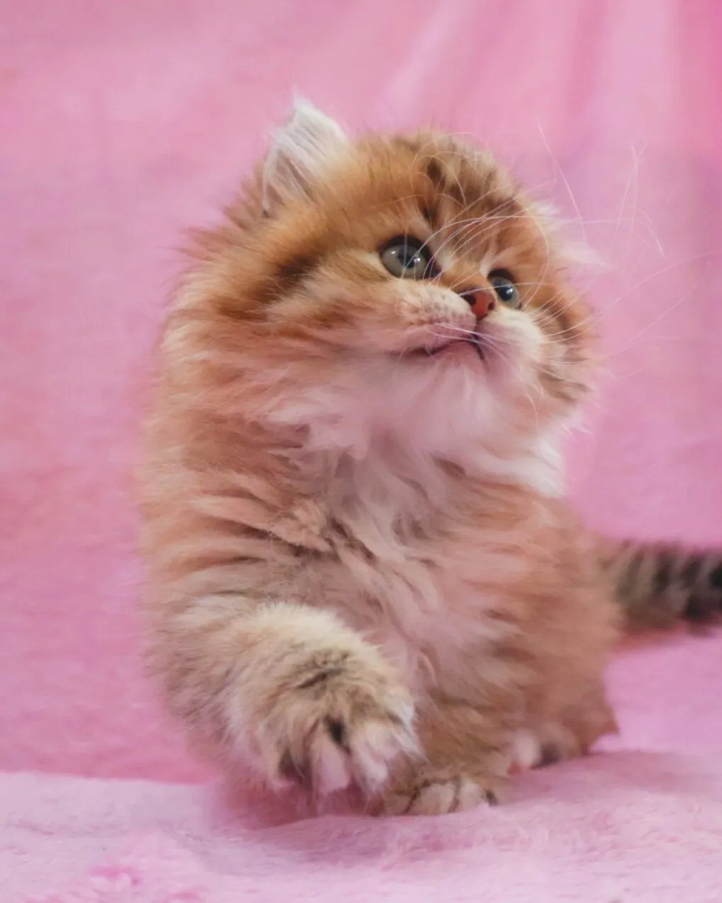 サイベリアン/女の子👧/ペット番号319