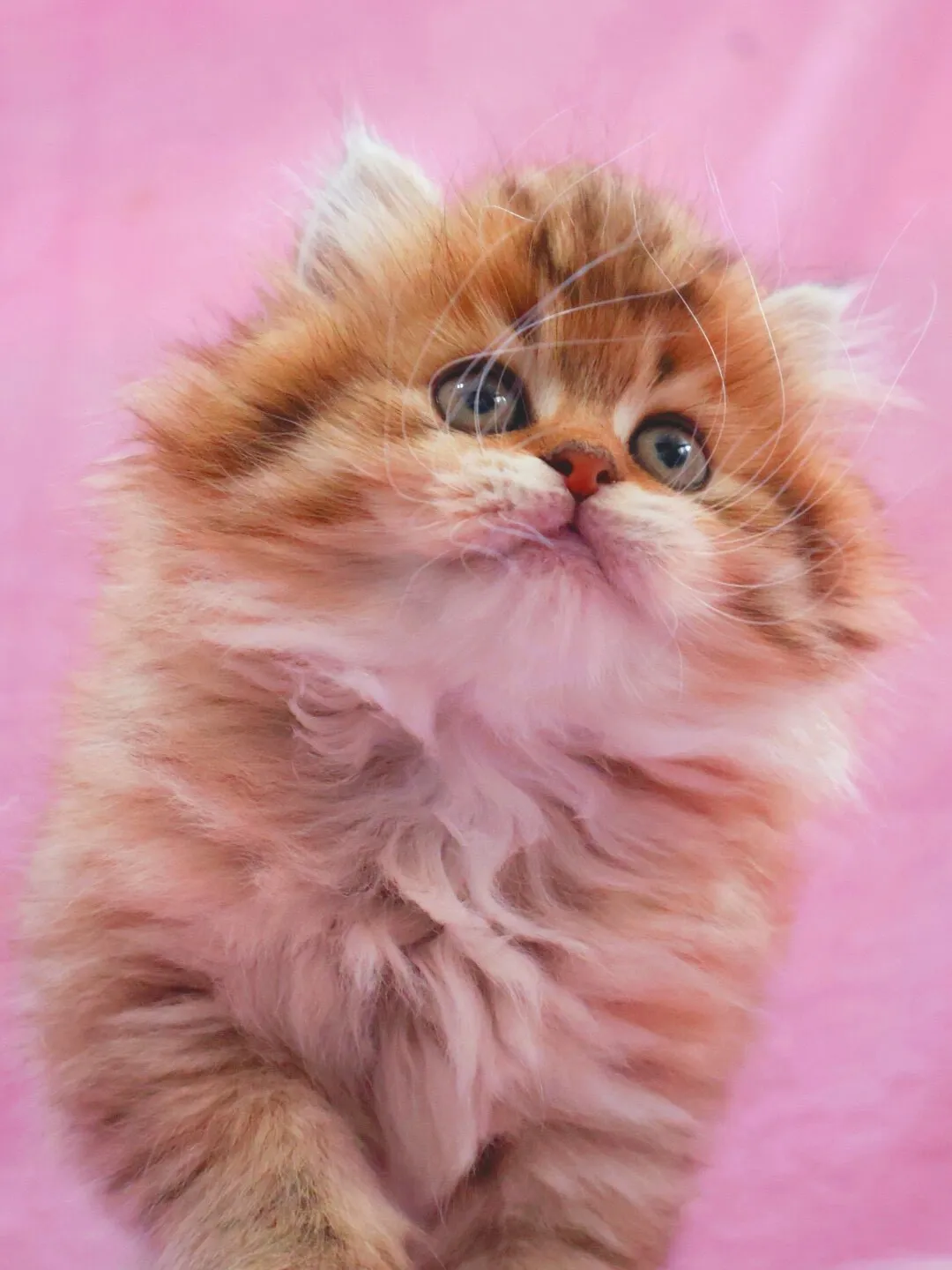 サイベリアン/女の子👧/ペット番号319