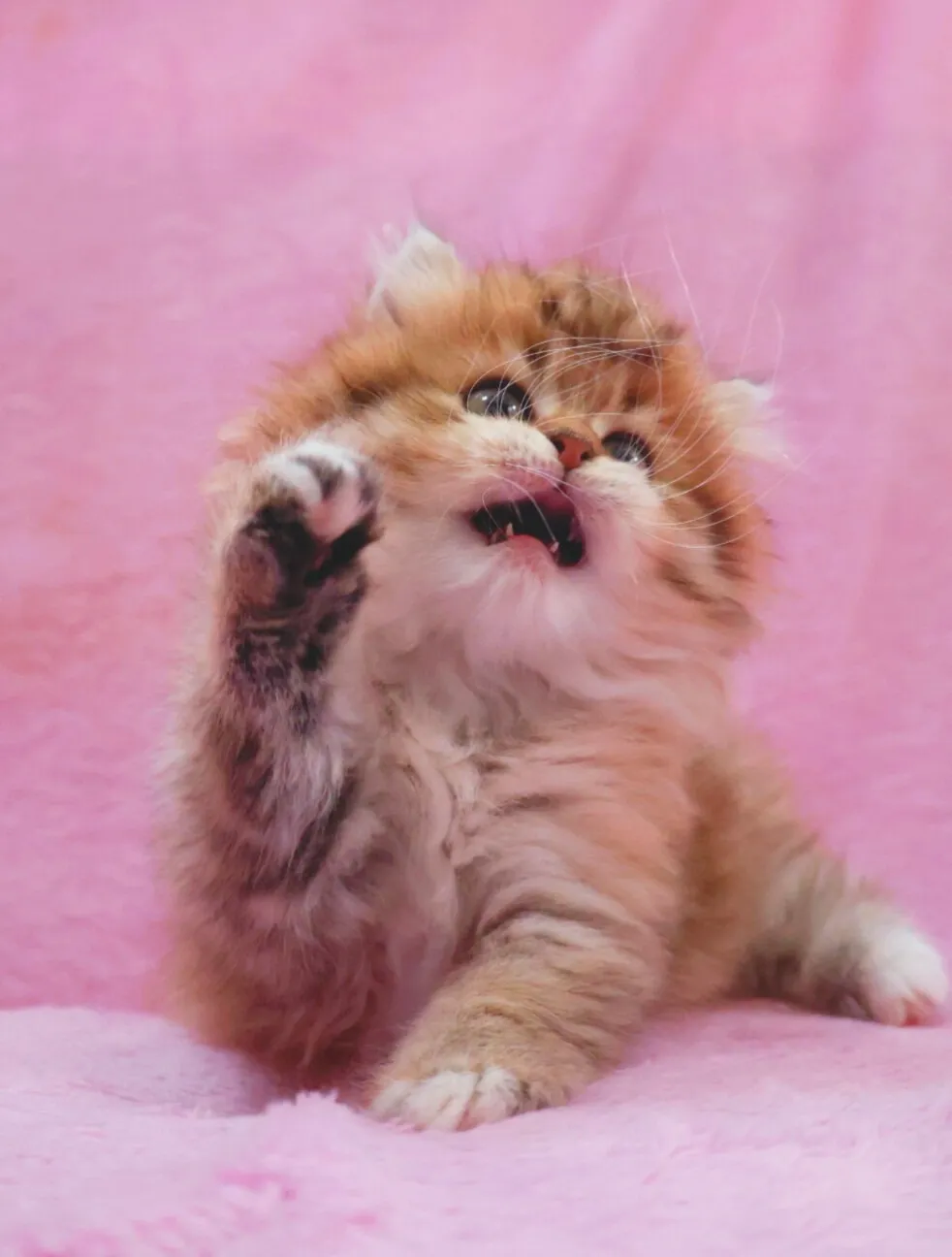 サイベリアン/女の子👧/ペット番号319