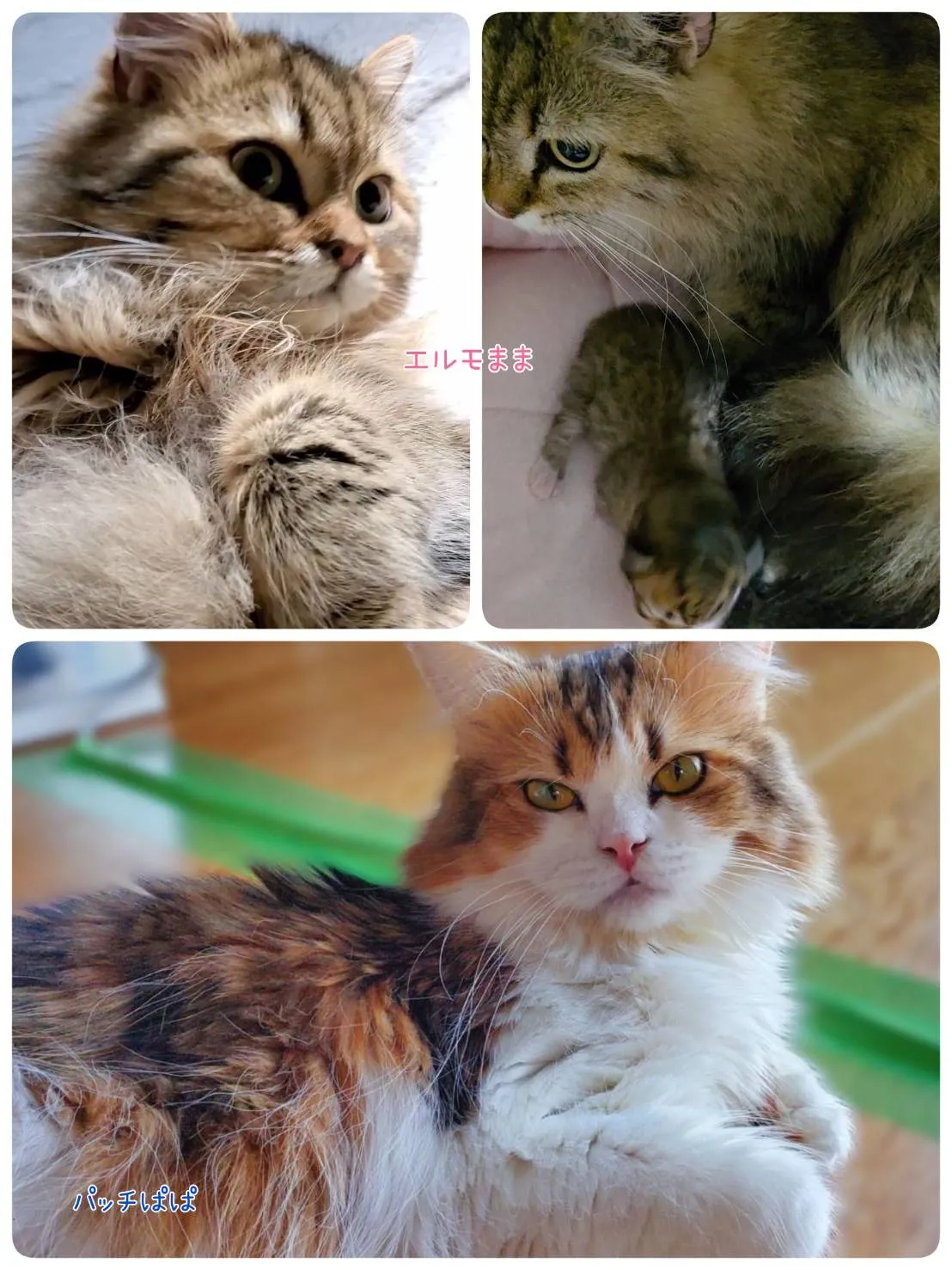 サイベリアン/女の子👧/ペット番号321