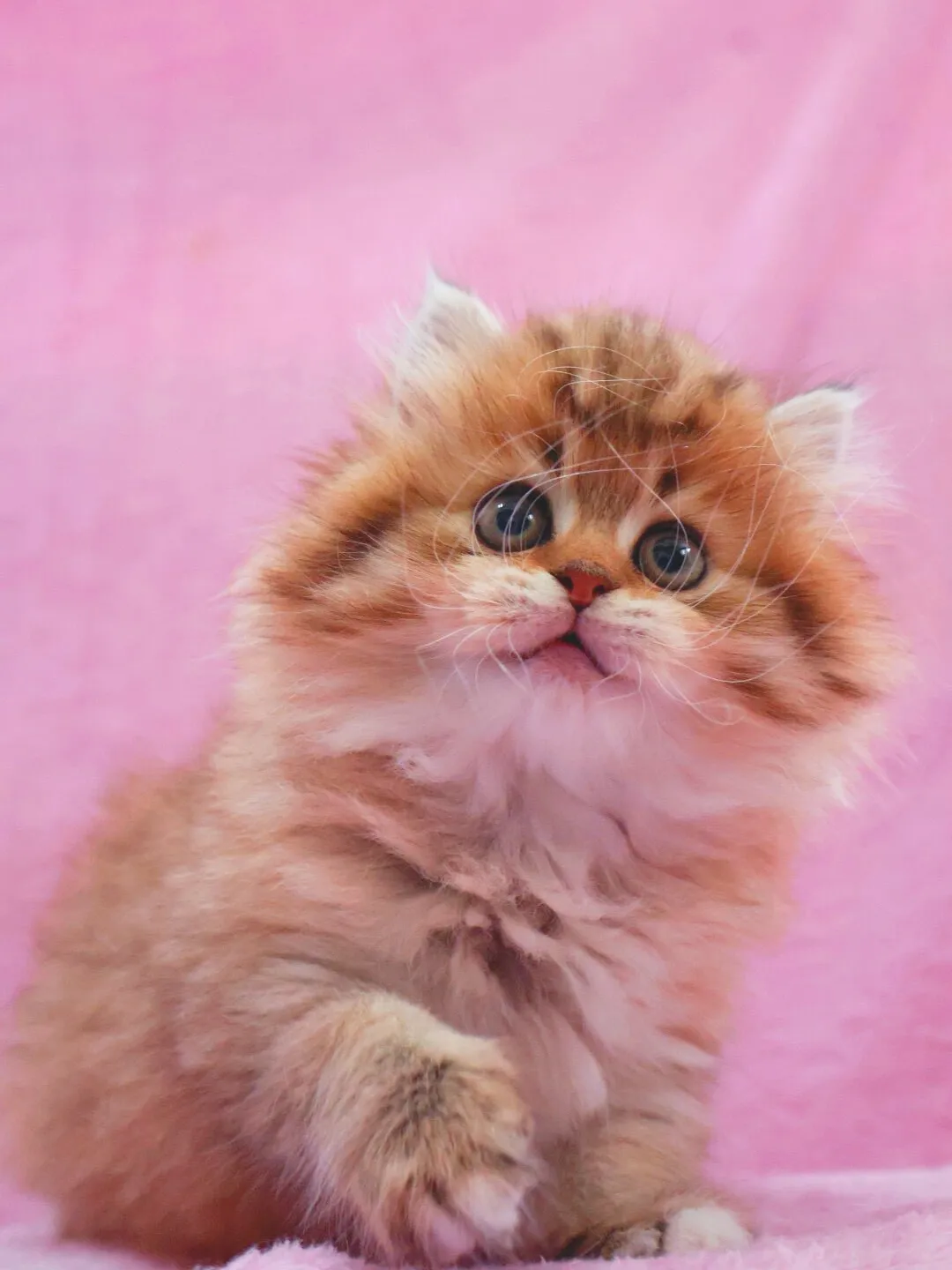 サイベリアン/女の子👧/ペット番号319