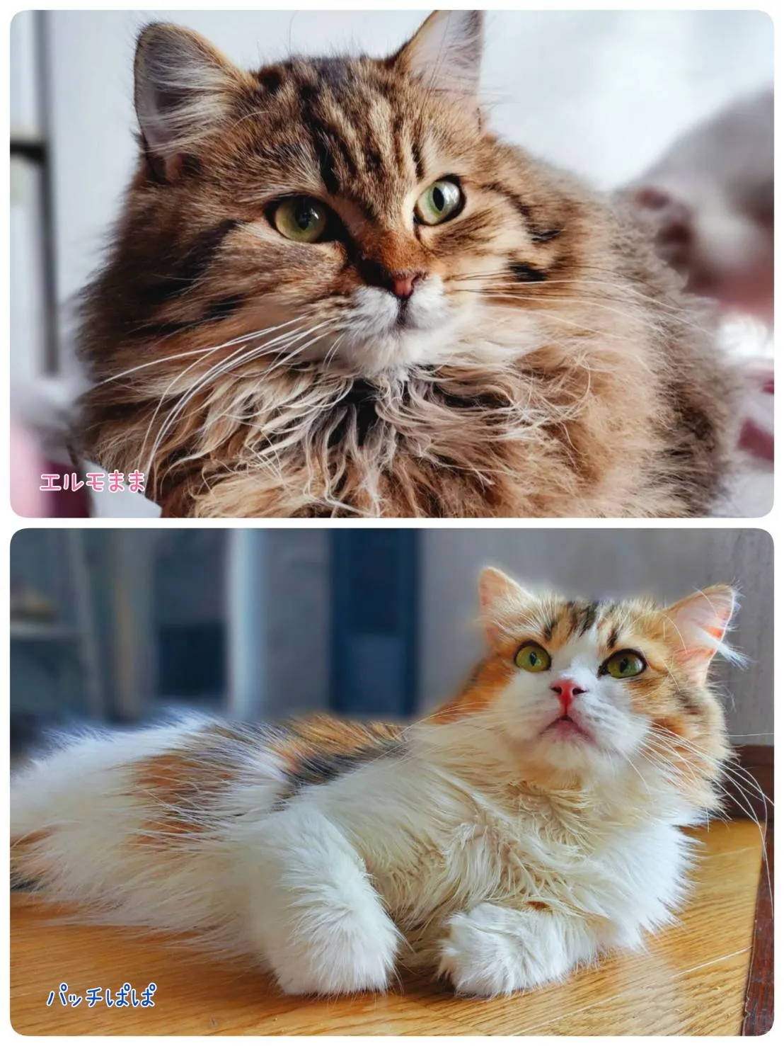 サイベリアン/女の子👧/ペット番号321