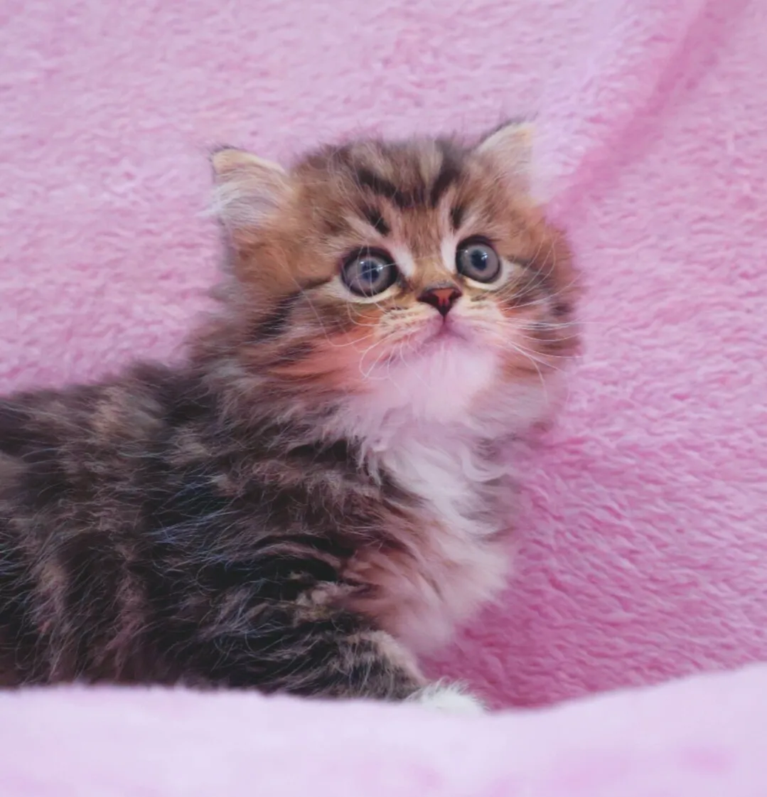 サイベリアン/女の子👧/ペット番号320