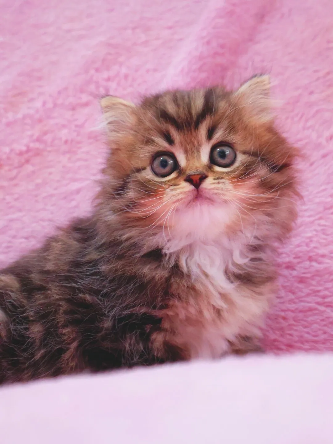 サイベリアン/女の子👧/ペット番号320