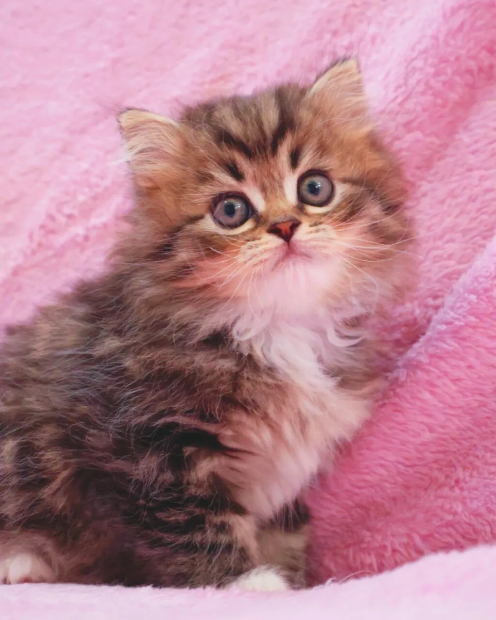 サイベリアン/女の子👧/ペット番号320