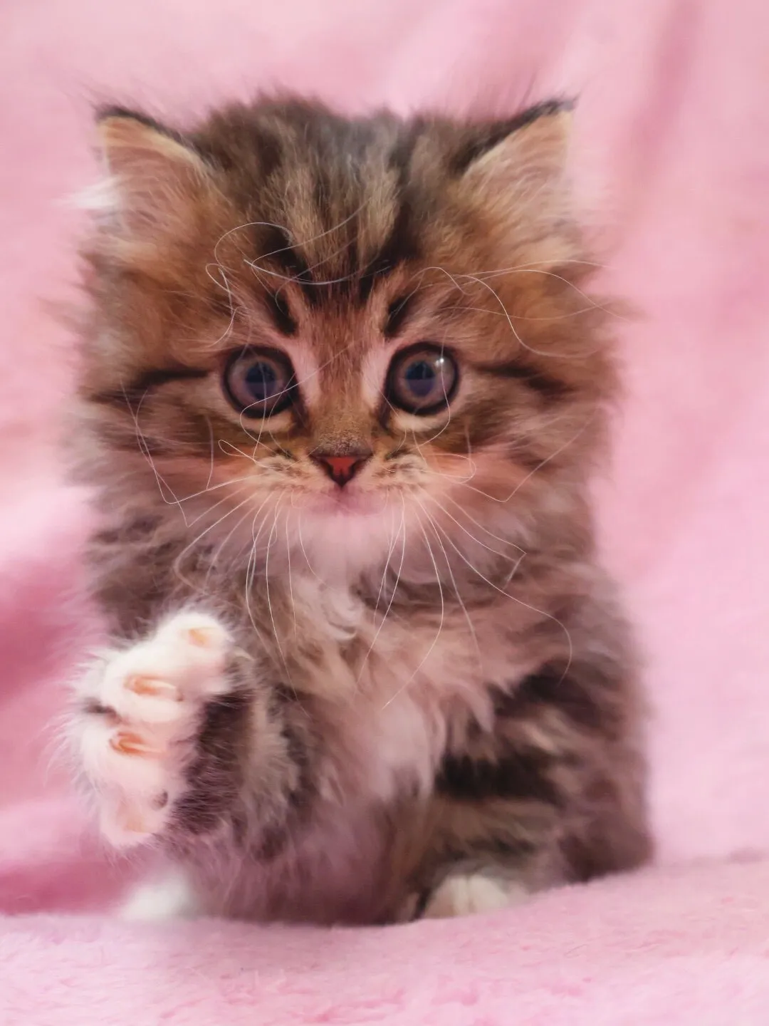 サイベリアン/女の子👧/ペット番号320