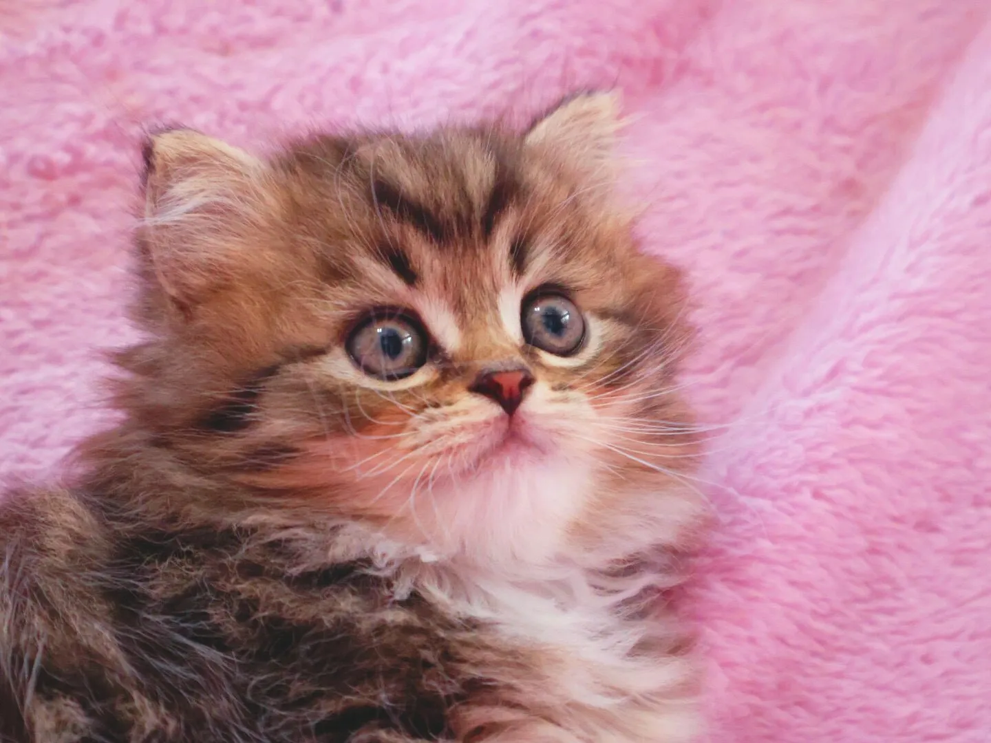 サイベリアン/女の子👧/ペット番号320