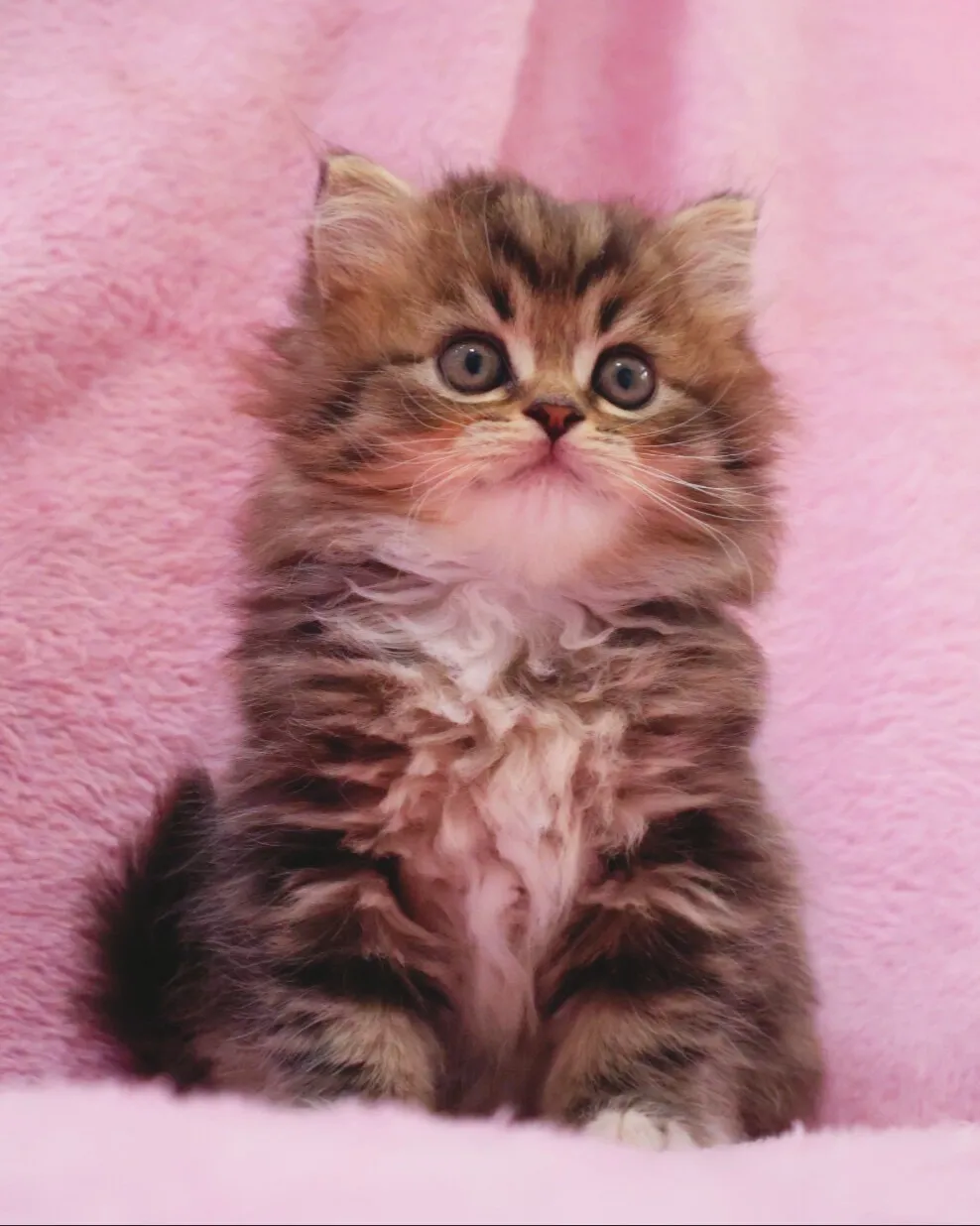 サイベリアン/女の子👧/ペット番号320