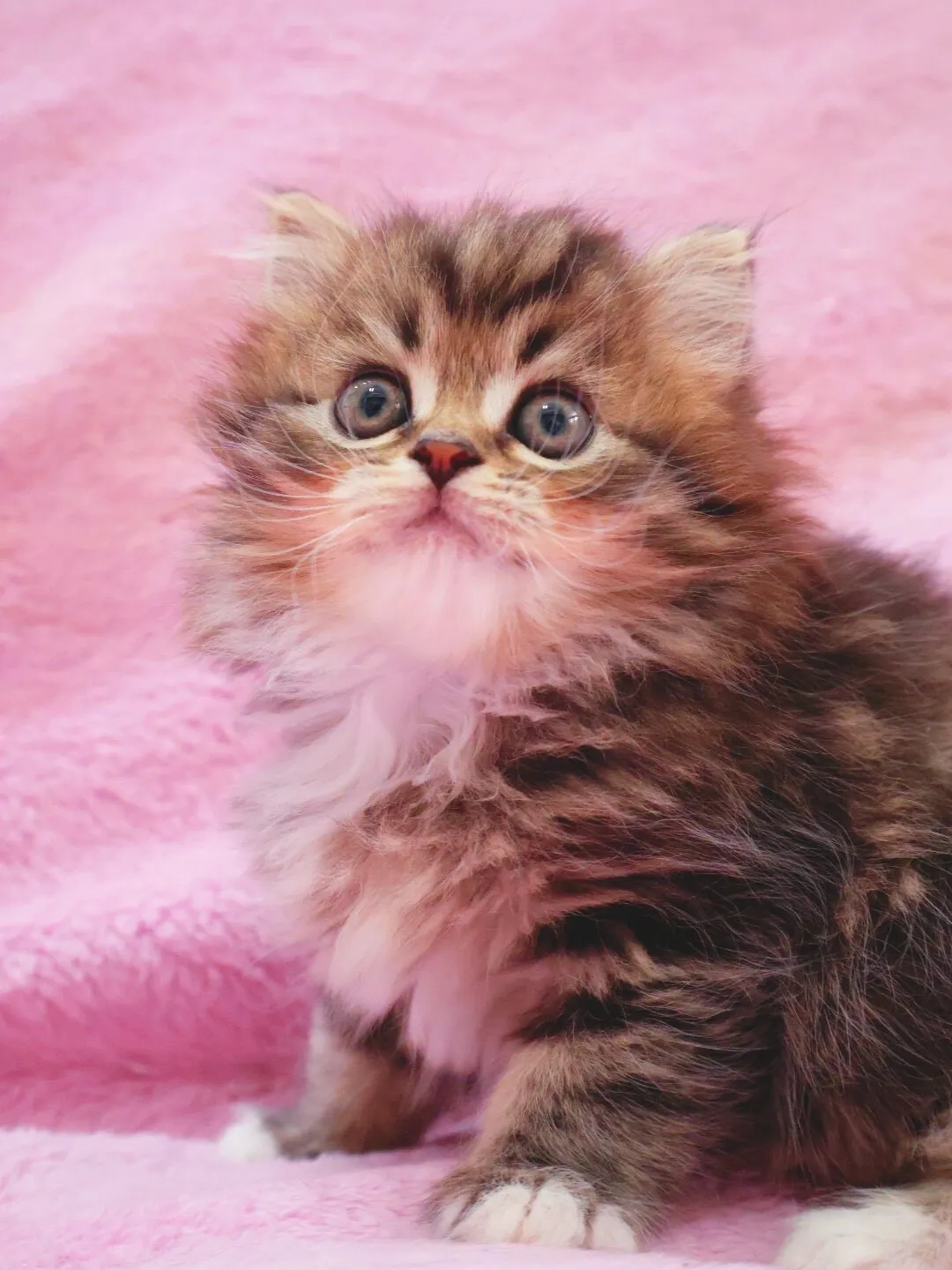 サイベリアン/女の子👧/ペット番号320