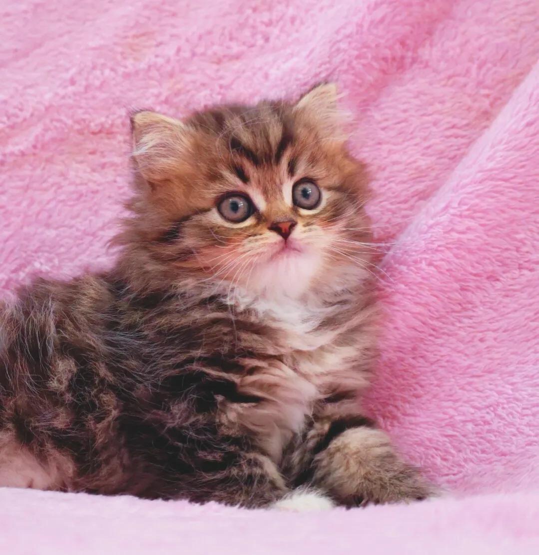 サイベリアン/女の子👧/ペット番号320