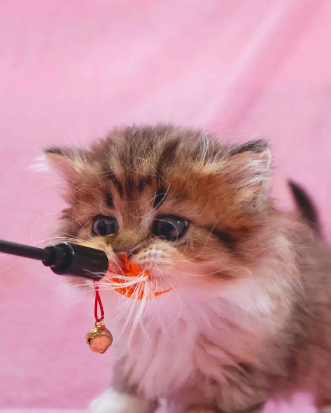 サイベリアン/女の子👧/ペット番号321