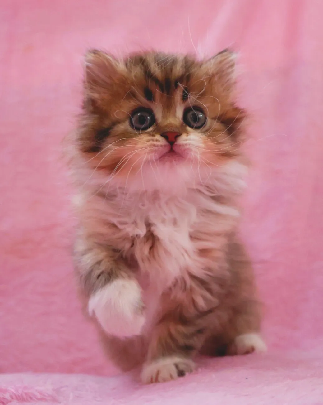 サイベリアン/女の子👧/ペット番号321