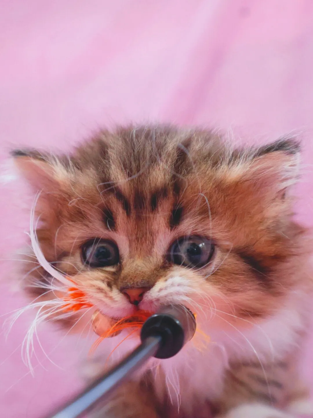 サイベリアン/女の子👧/ペット番号321