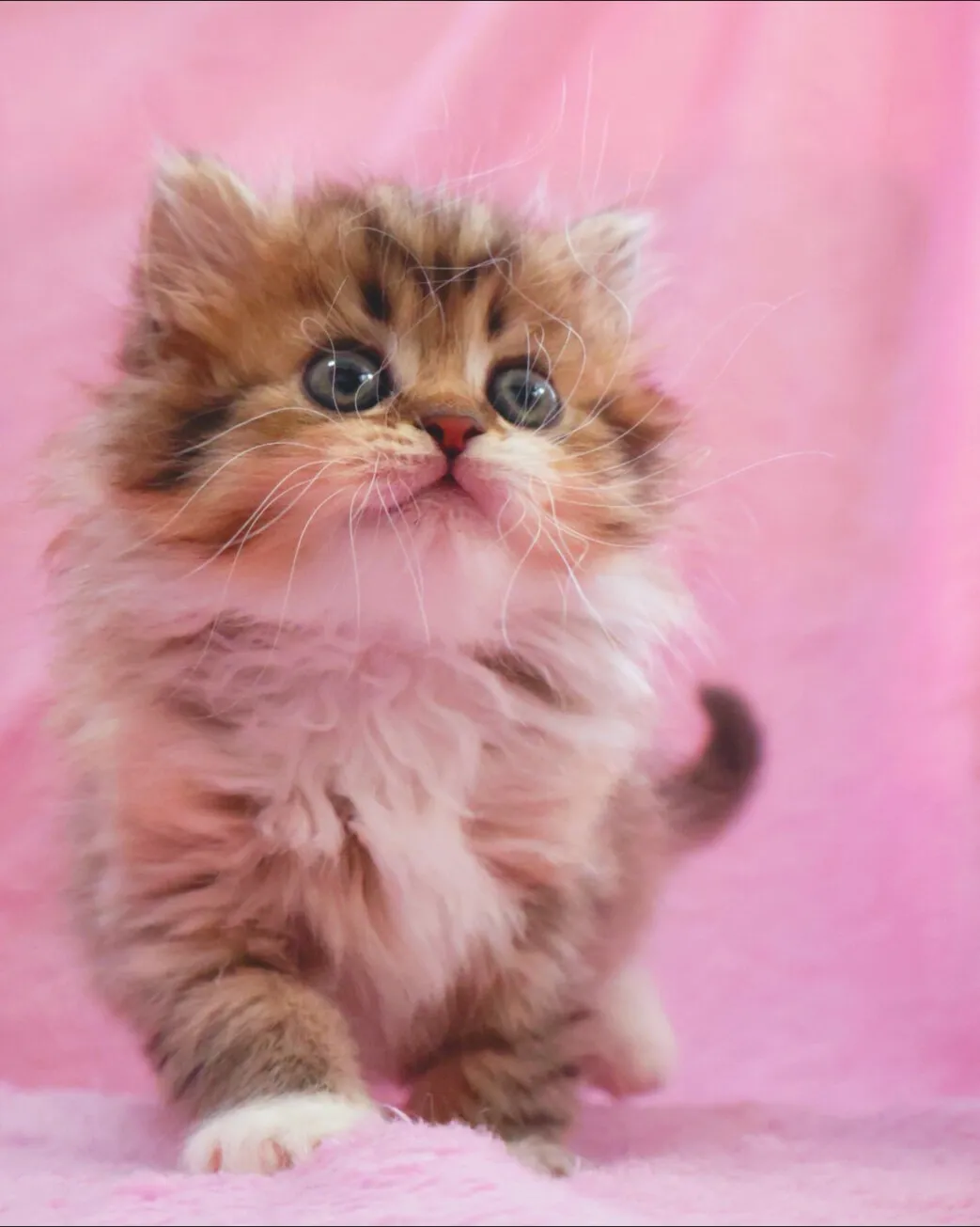 サイベリアン/女の子👧/ペット番号321