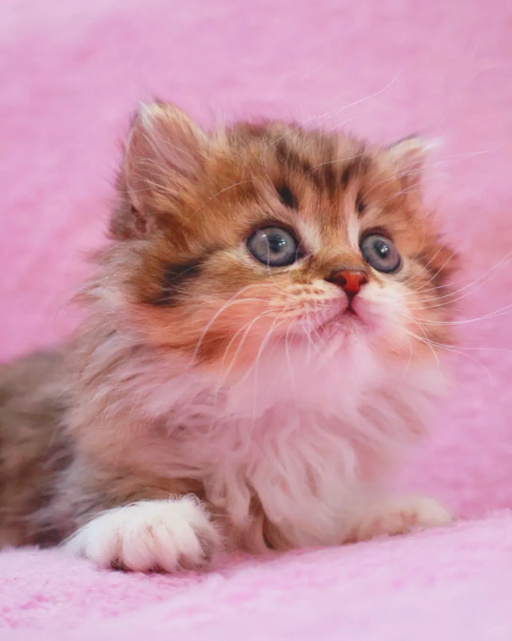 サイベリアン/女の子👧/ペット番号321