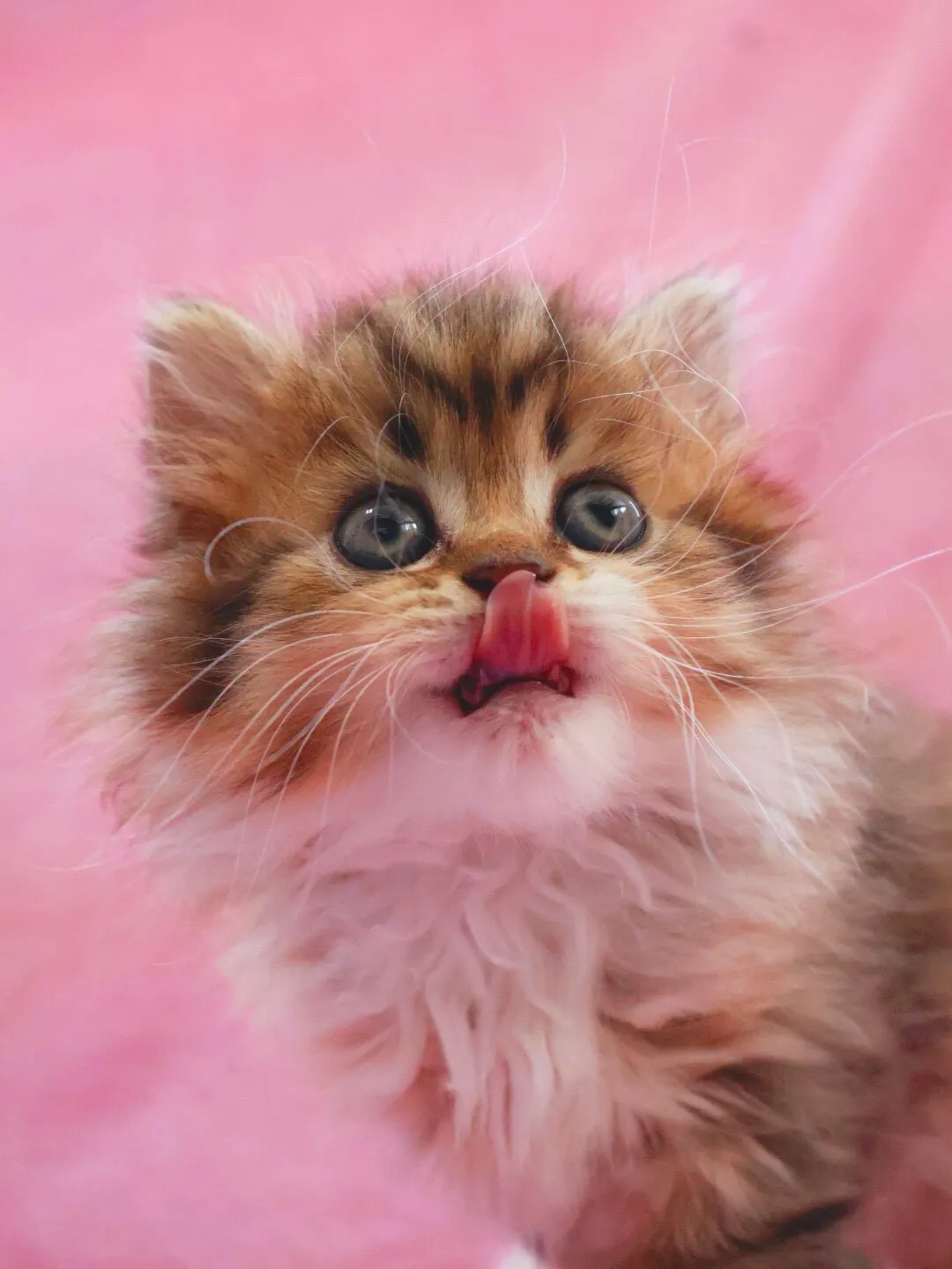 サイベリアン/女の子👧/ペット番号321