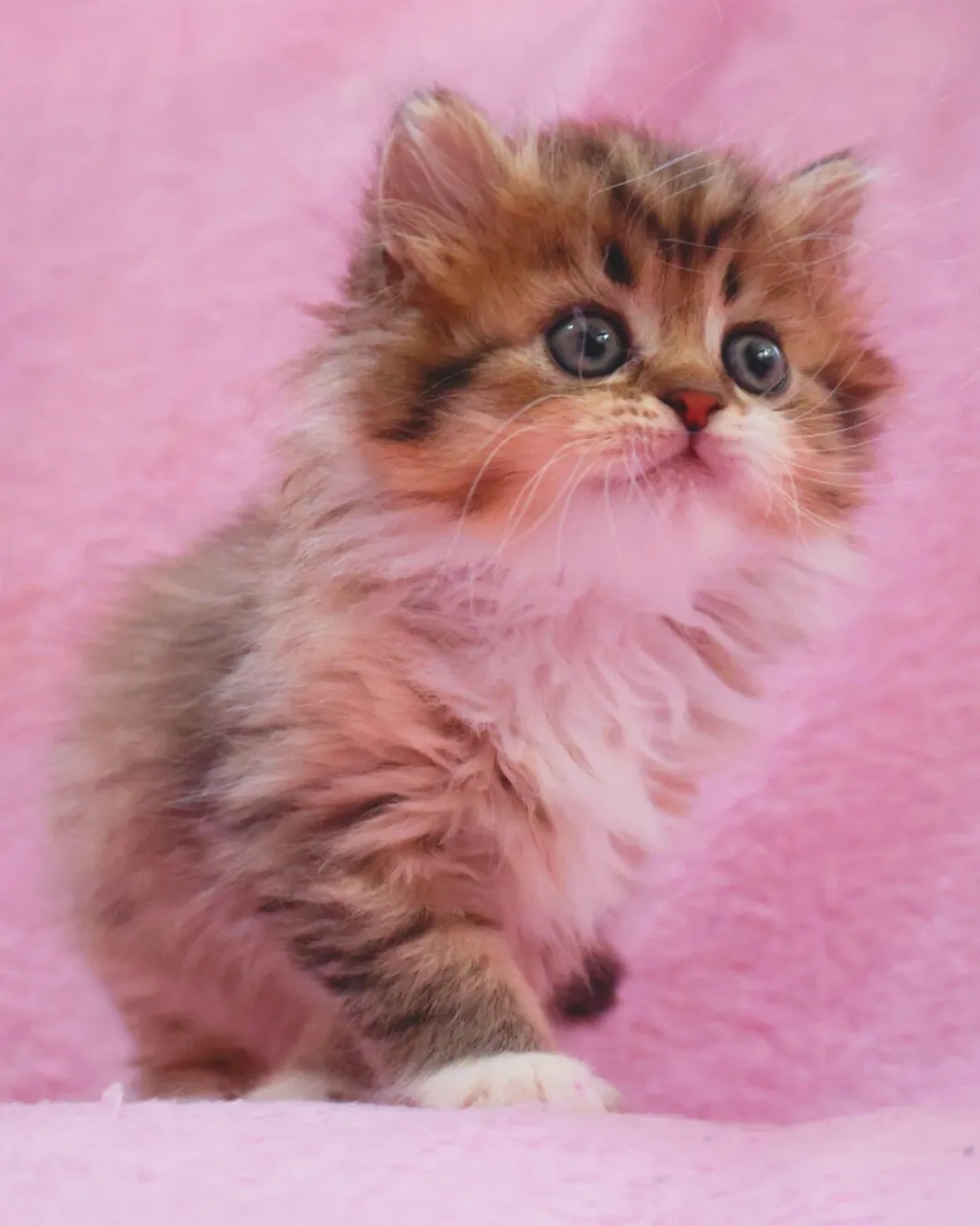 サイベリアン/女の子👧/ペット番号321