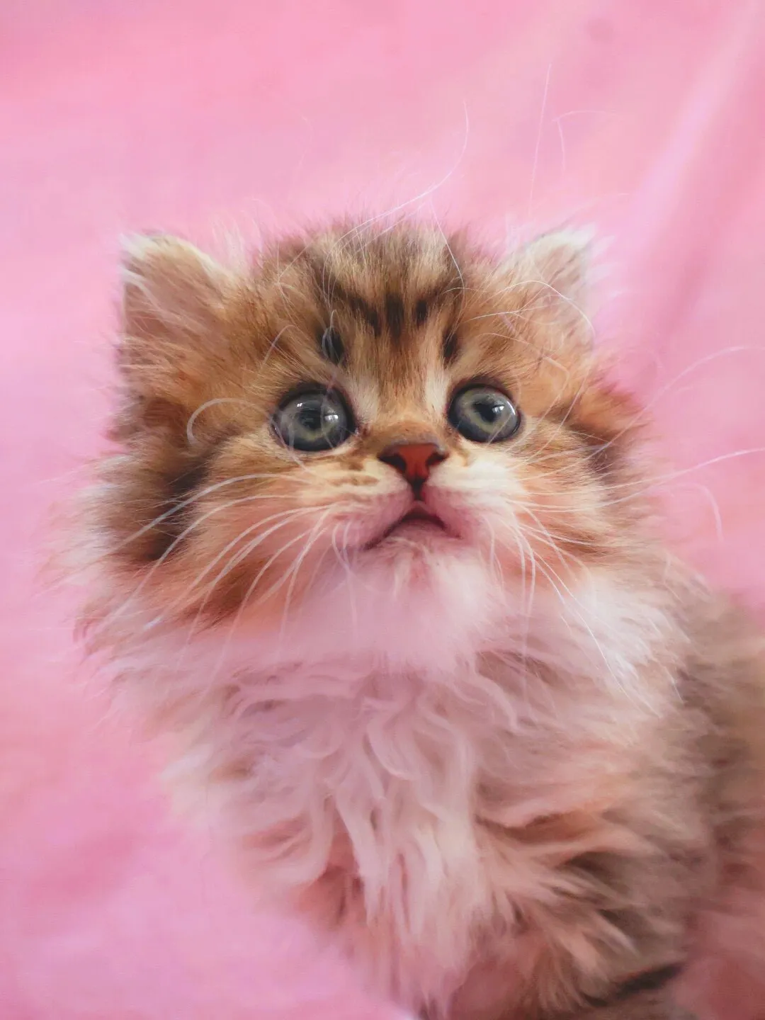 サイベリアン/女の子👧/ペット番号321