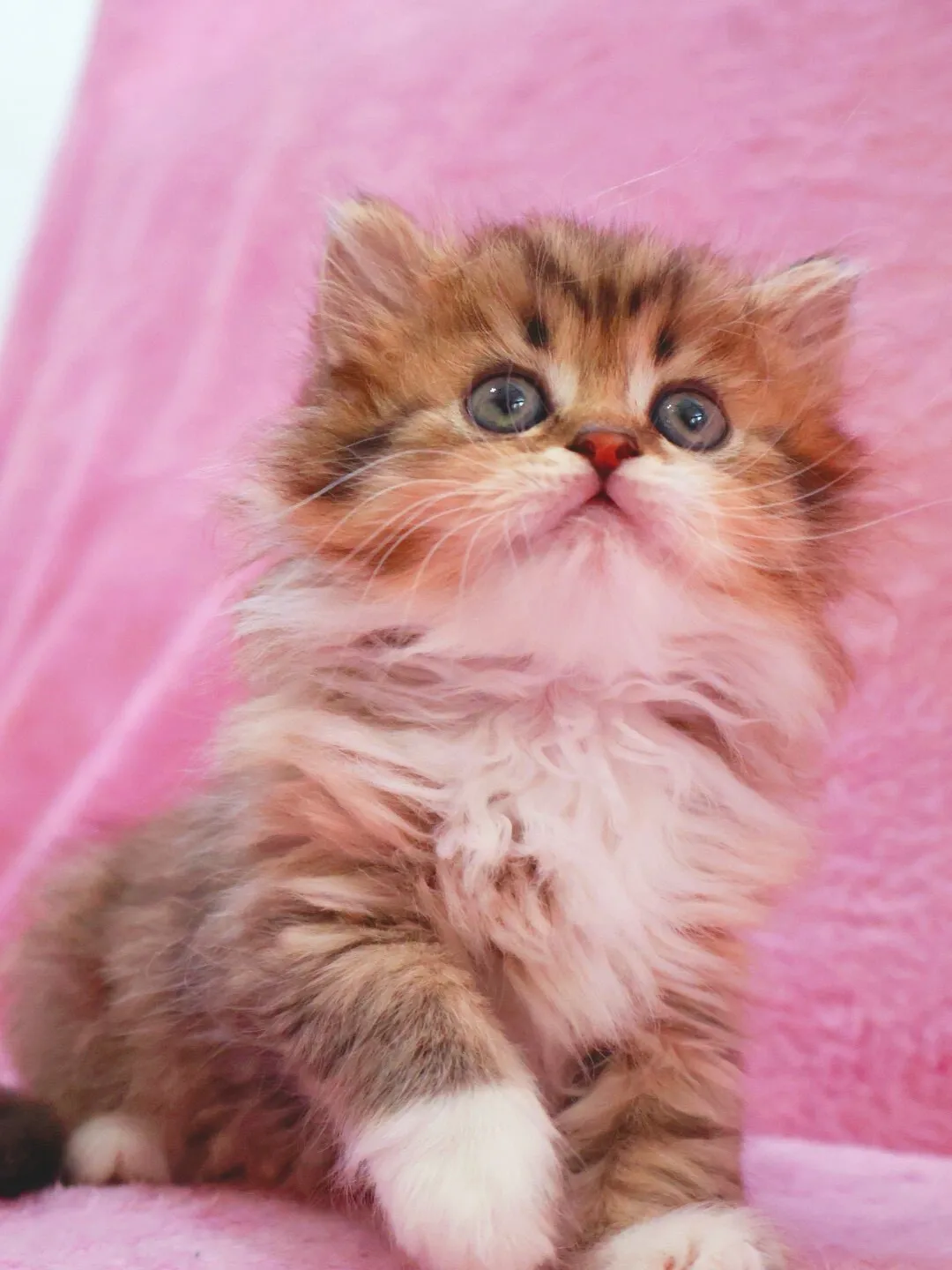 サイベリアン/女の子👧/ペット番号321