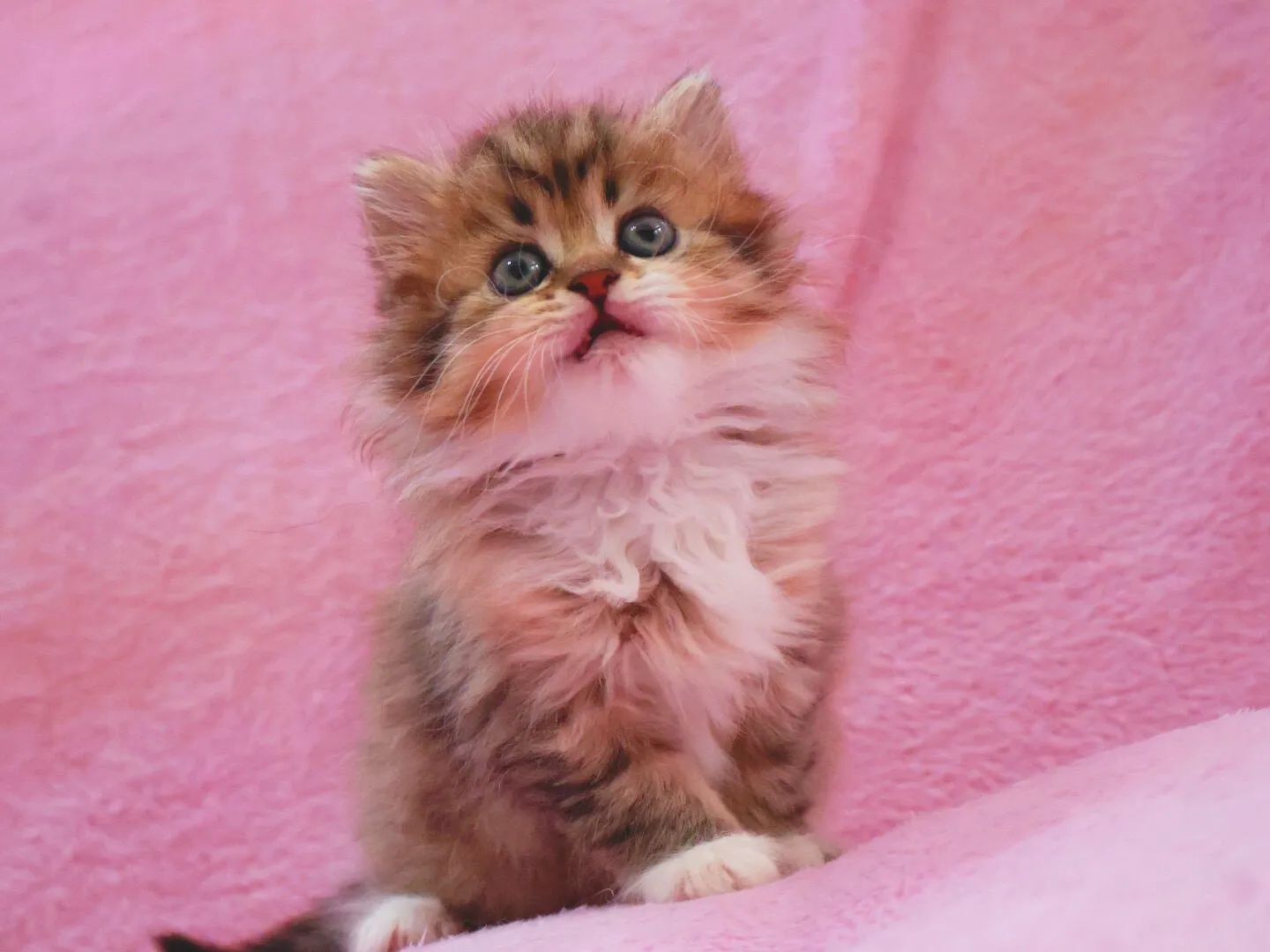 サイベリアン/女の子👧/ペット番号321