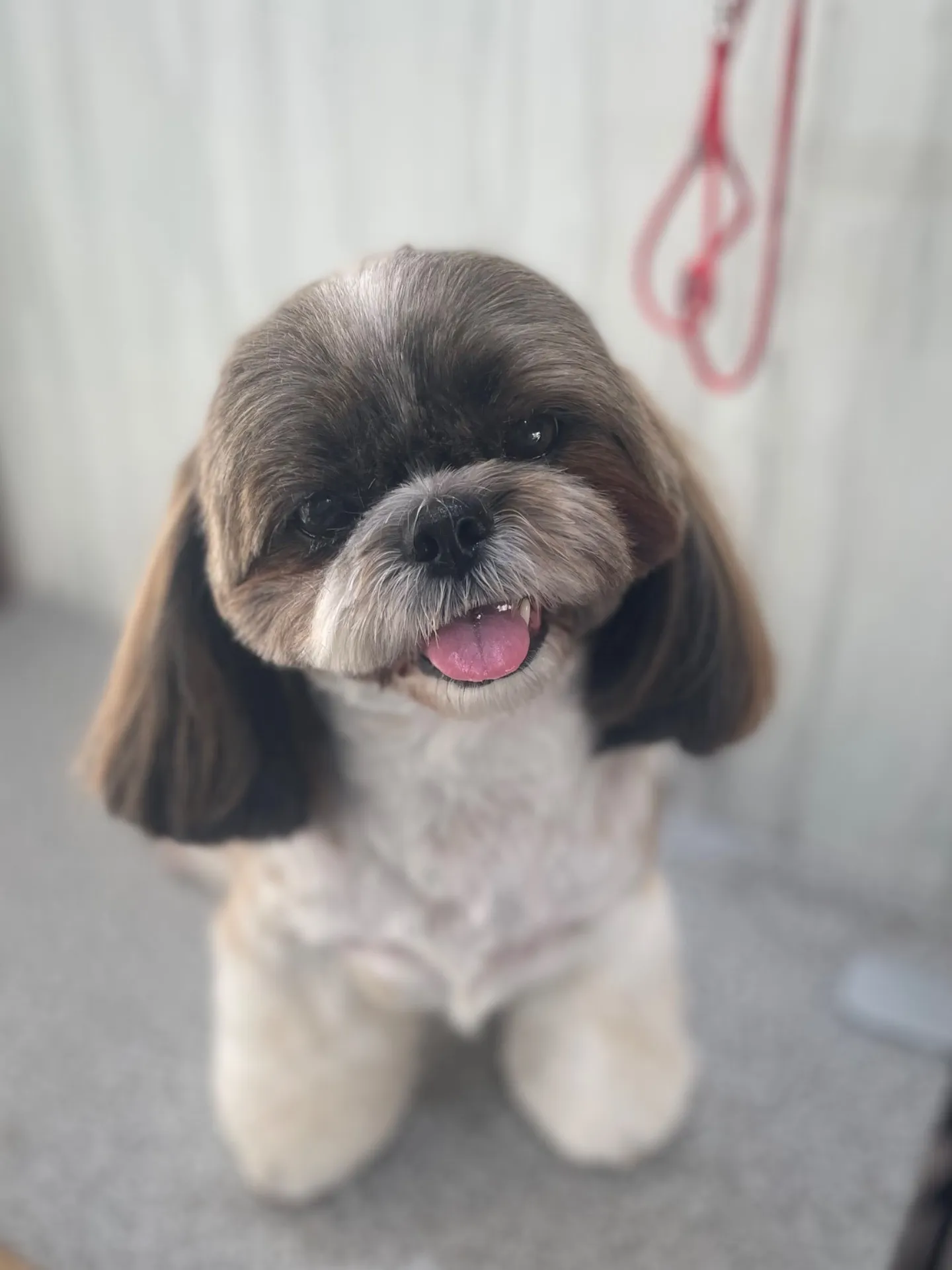 横須賀トリミング🐶🐾