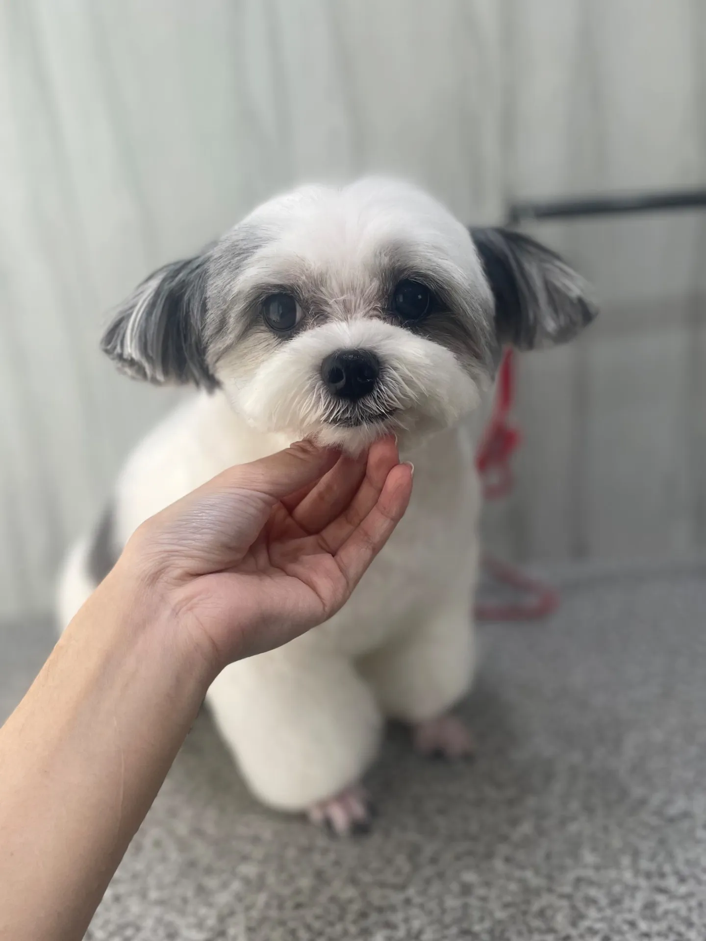 横須賀トリミング🐶🐾