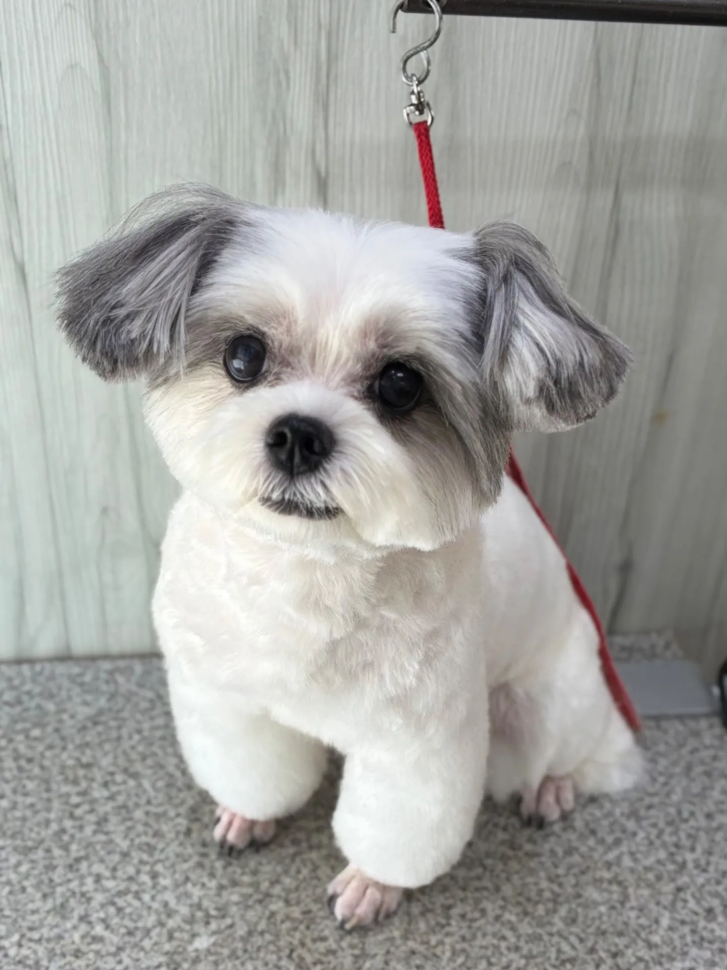 横須賀トリミング🐶🐾